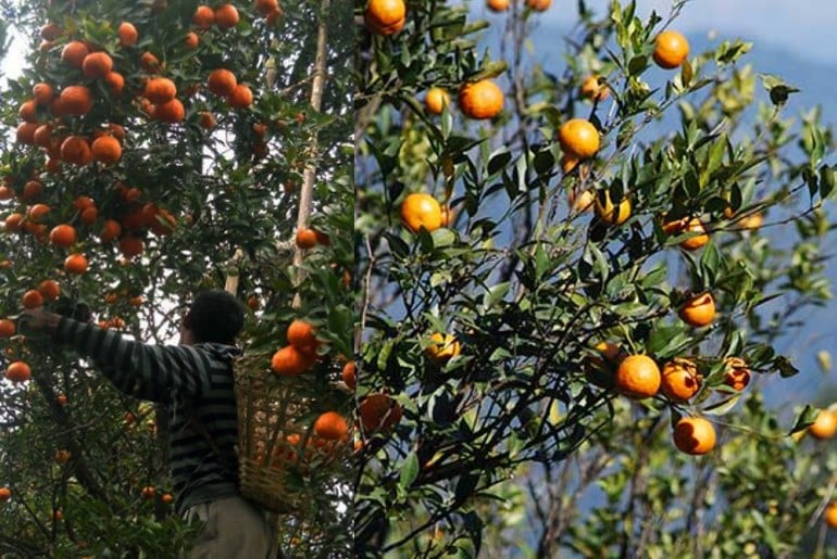 Orange Orchard in Tabakoshi Darjeeling