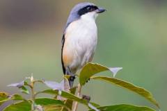 1_birds-of-Tabakoshi-11