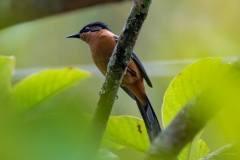 1_birds-of-Tabakoshi-12