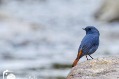 1_birds-of-Tabakoshi-4