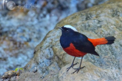 1_birds-of-Tabakoshi-5