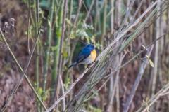 1_birds-of-Tabakoshi-6