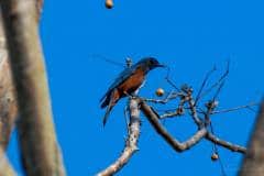 1_birds-of-Tabakoshi-9