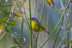 2_birds-of-Tabakoshi-7