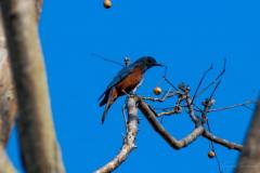 3_birds-of-Tabakoshi-9