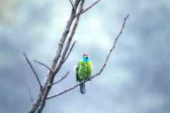 Bird-watching-at-Tabakoshi-offbeat-Darjeeling-North-Bengal