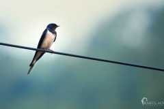 Bird-watching-at-Tabakoshi-offbeat-Darjeeling