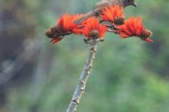 Birding-at-Tabakoshi-offbeat-Darjeeling-North-Bengal