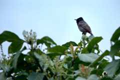 Birding-at-Tabakoshi-offbeat-Darjeeling