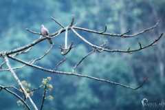 Birds-at-Tabakoshi-offbeat-Darjeeling-North-Bengal