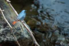 Birds-at-Tabakoshi-offbeat-Darjeeling