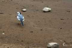 Birds-at-Tabakoshi-offbeat-Darjeeling2