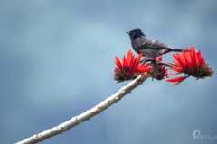 Birds-at-Tabakoshi-offbeat-Darjeeling3