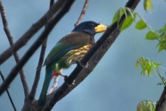 Birds-photography-at-Tabakoshi-offbeat-Darjeeling