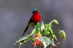 Crimson-Sunbird-Male-Tabakoshi-Riverside-Dwelling