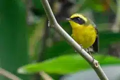 Golden-Bush-Robin