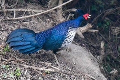Kalij-Pheasant-bird-in-Tabakoshi-Riverside-Dwelling