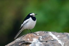 Wagtail-Bird-found-in-Tabakoshi-Riverside-Dwelling
