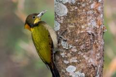 birds-of-Tabakoshi-10