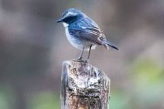 birds-of-Tabakoshi-13