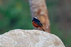 birds-of-Tabakoshi-15