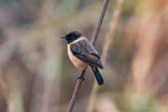 birds-of-Tabakoshi-16