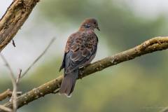 birds-of-Tabakoshi-17