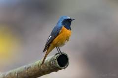 birds-of-Tabakoshi-18