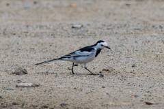 birds-of-Tabakoshi-19