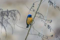 birds-of-Tabakoshi-2