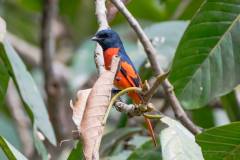 birds-of-Tabakoshi-20