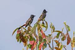 birds-of-Tabakoshi-21