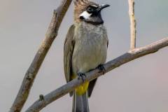 birds-of-Tabakoshi-22