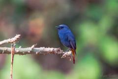 birds-of-Tabakoshi-24