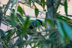 birds-of-Tabakoshi-3