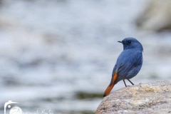 birds-of-Tabakoshi-4