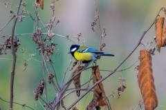 birds-of-Tabakoshi-8