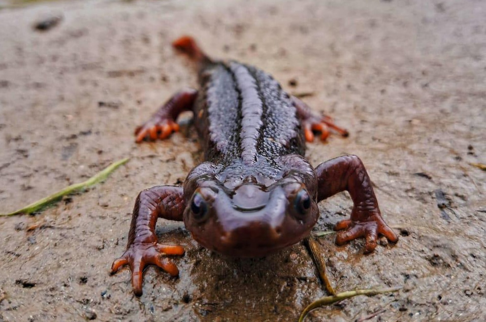 Himalayan salamander Darjeeling Near Tabakoshi